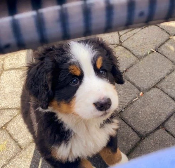 cuccioli bovaro del bernese in regalo 