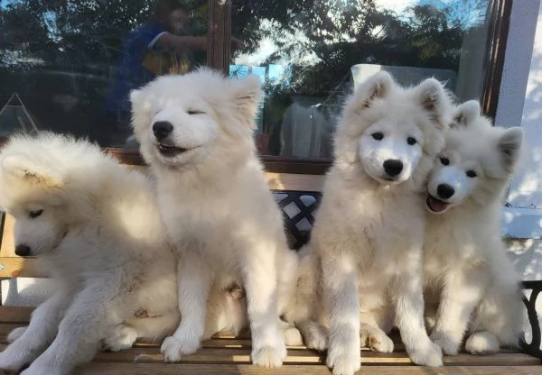 regalo adorabili cuccioli samoiedo femminucce e maschietti