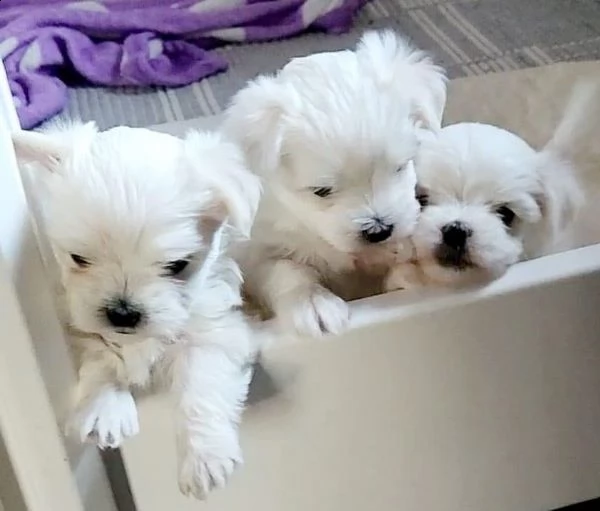 cuccioli maltese toy dai 3 ai 4 mesi!! 