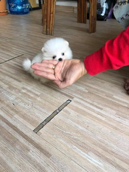 adorabili cuccioli di pomerania in vendita