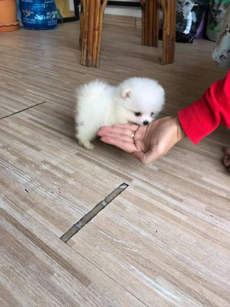 adorabili cuccioli di pomerania in vendita | Foto 2