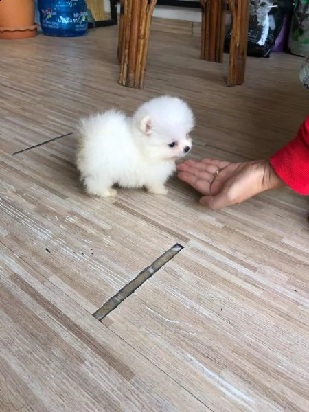 adorabili cuccioli di pomerania in vendita | Foto 1