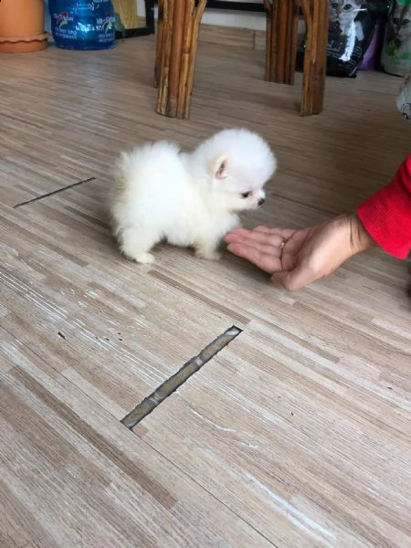 adorabili cuccioli di pomerania in vendita | Foto 0