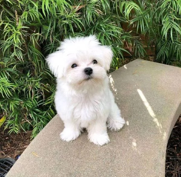 maltese mini toy