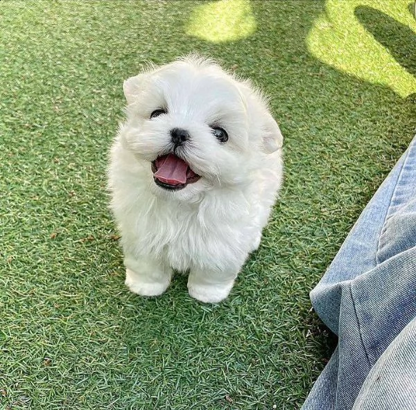 bellissimi cuccioli barboncino | Foto 0