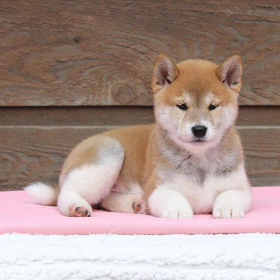 regarlo shiba inu cuccioli bellissima cucciolata cerca nuova famiglia, 4 maschi e 3 femmina, 60 gg, 