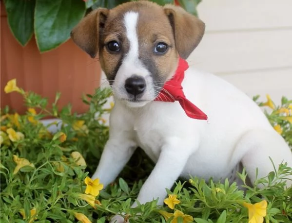 regarlo jack russell cuccioli