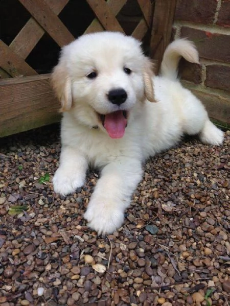 due cuccioli maschietti di golden retriever