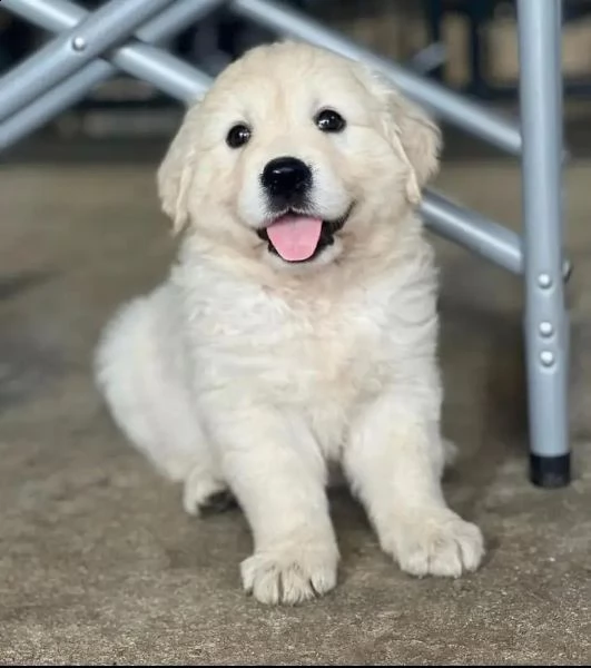 cuccioli di golden retriever bianchi