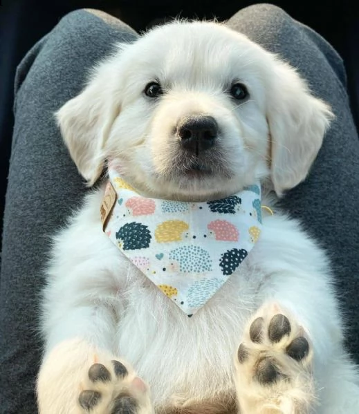 cucciole golden retriever