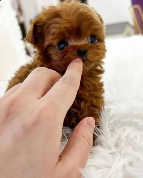 cuccioli di cane barboncino toy