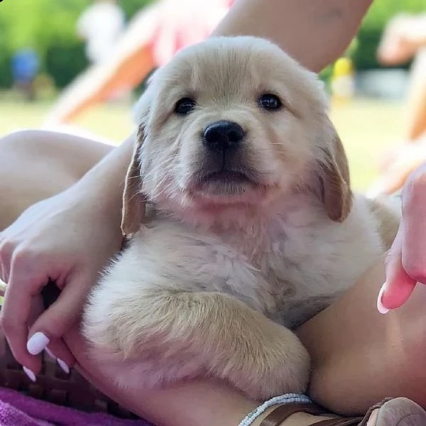 cuccioli di golden retriever bianchi