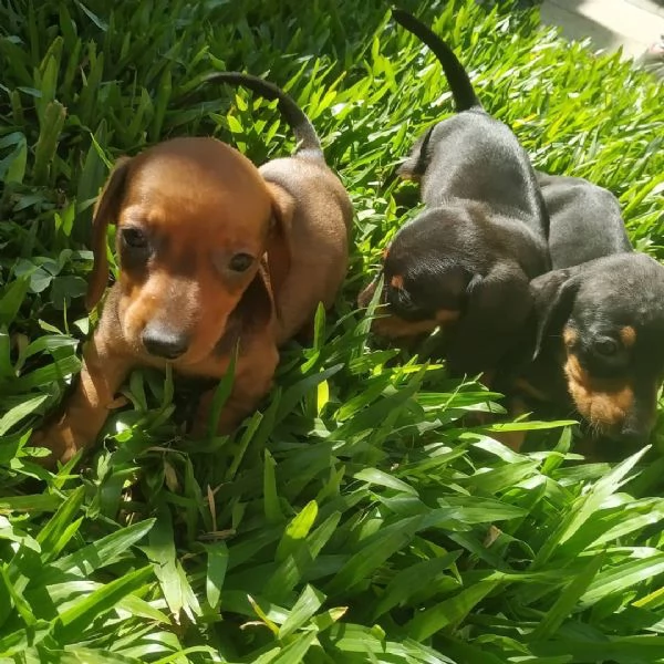 Cuccioli di bassotto maschi e femmine