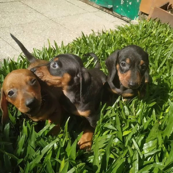 Cuccioli di bassotto maschi e femmine | Foto 1