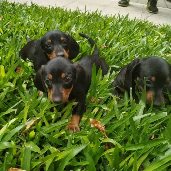 Cuccioli di bassotto in miniatura