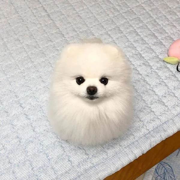 Adorabili cuccioli di Pomerania.