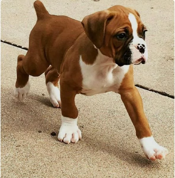  regalo estremamente carino cuccioli di boxer per l'adozione sono a casa sollevati e vasino addestra