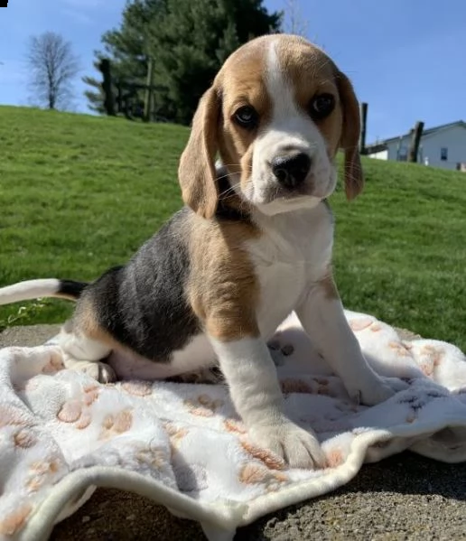 regalo beagle cuccioli bellissima cucciolata cerca nuova famiglia, 4 maschi e 3 femmina, 60 gg, tutt