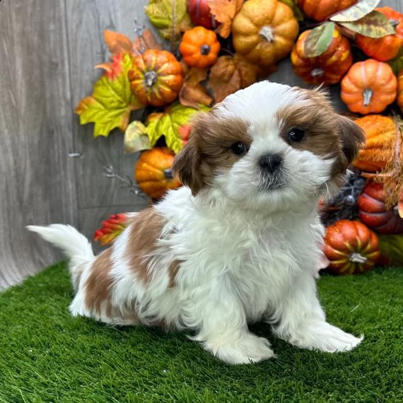 shih tzu cuccioli per l'adozione bellissima cucciolata cerca nuova famiglia, 4 maschi e 3 femmina, 6