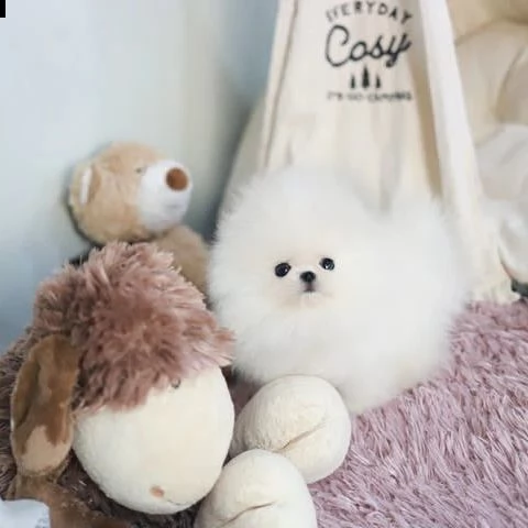 pomerania cuccioli maschi e femmine(+393512351560) 