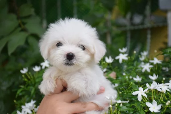 cuccioli di razza maltese toy!!!