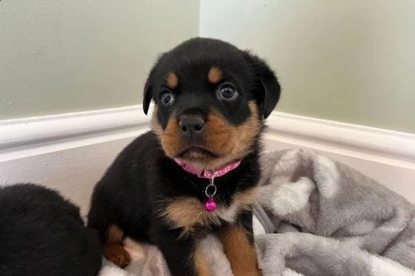 regalo cuccioli rottweiler | Foto 1