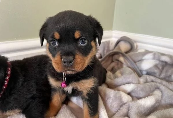 regalo cuccioli rottweiler