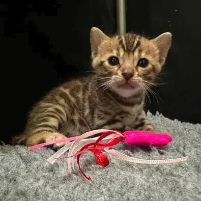 gatto coppia di gattini 3 mesi