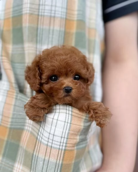 cuccioli di cane barboncino toy | Foto 0