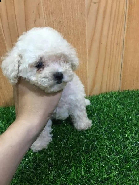 cuccioli di cane barboncino toy | Foto 0