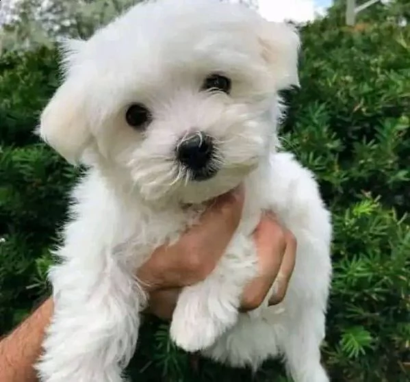 cuccioli maltesi maschio e femmina