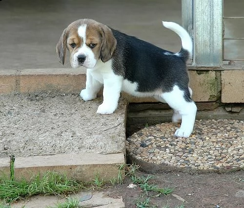 regalo cuccioli di beagle femminucce e maschietti 