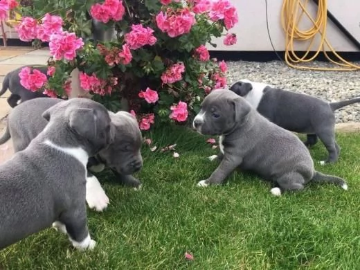 regalo adorali cuccioli di americano pitbull femminucce e maschietti 