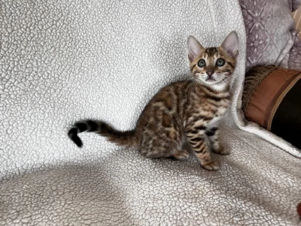 cuccioli bengal