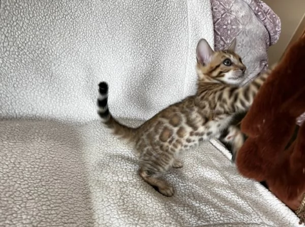 cuccioli bengal | Foto 0