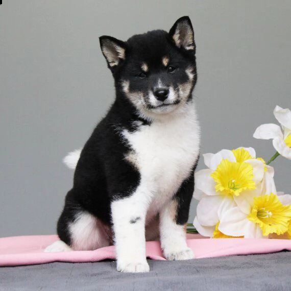 regarlo shiba inu cuccioli