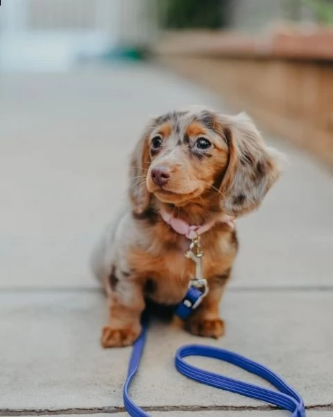 cuccioli di bassotto. | Foto 1