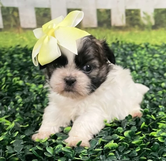 cuccioli di shih tzu per il richiamo | Foto 1