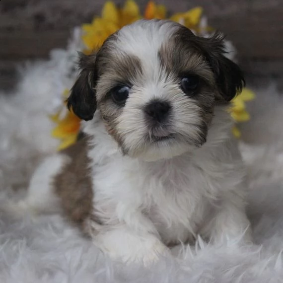 cuccioli di shih tzu per il richiamo | Foto 0