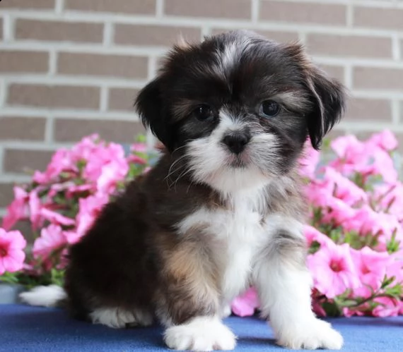 cuccioli di shih tzu per il richiamo