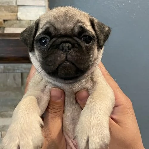 cuccioli di carlino per l'adozione