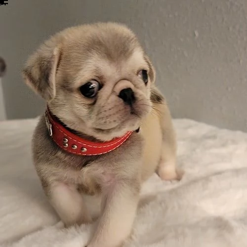 cuccioli di carlino per l'adozione | Foto 1