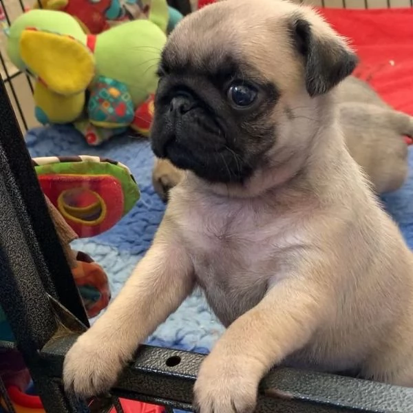 cuccioli di carlino per l'adozione | Foto 0