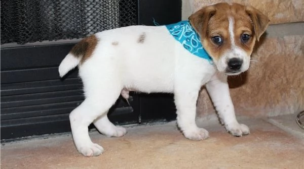 bellissimi cuccioli di jack russell terrier disponibili per il reinserimento | Foto 0