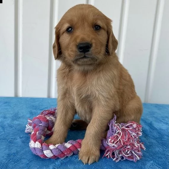 cuccioli di golden retriever con documenti