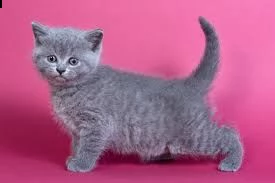 gattini british shorthair per buone case, | Foto 1