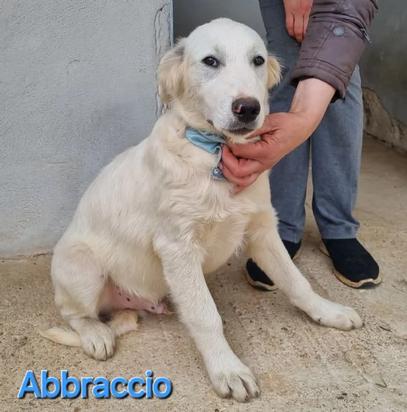 ABBRACCIO simil maremmano per golden retriever | Foto 2