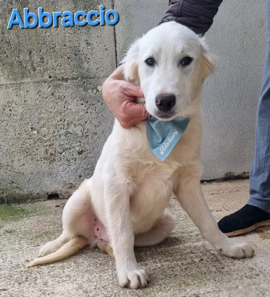 ABBRACCIO simil maremmano per golden retriever | Foto 1