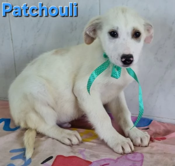 PATCHOULI simil labrador | Foto 5