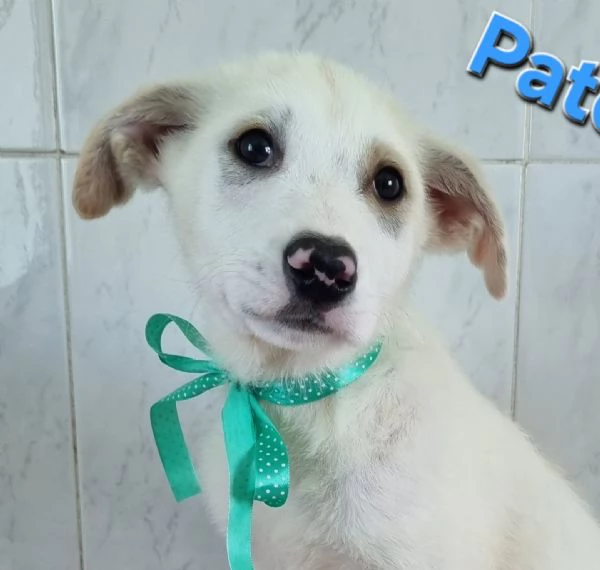 PATCHOULI simil labrador | Foto 4